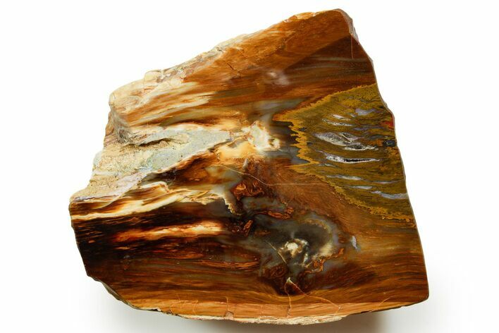Polished Yellow Cat Jasper Replaced Petrified Wood - Utah #373461